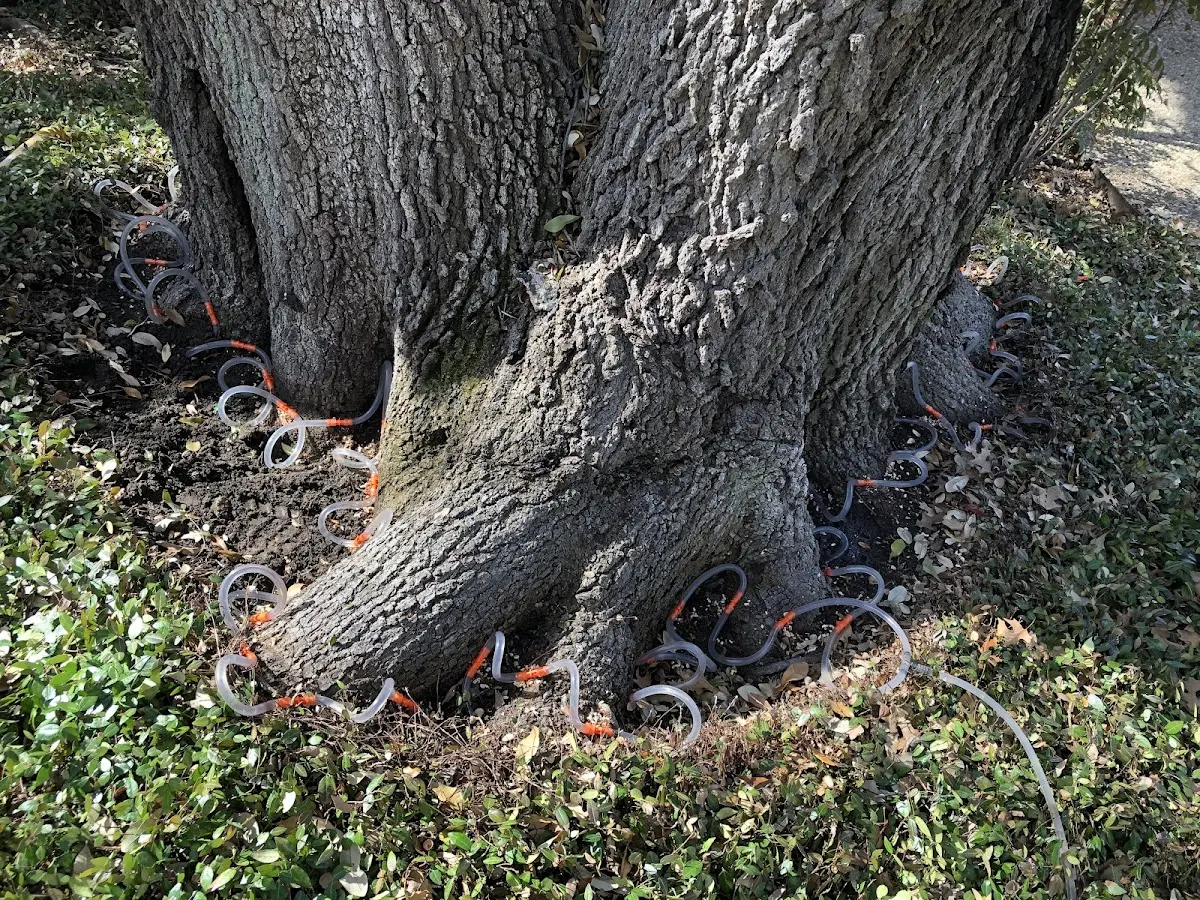 Detailed Tree Cabling and Bracing job site in Mediapolis